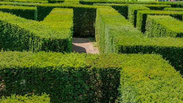 Garden Trees Create Maze — Stock Photo, Image