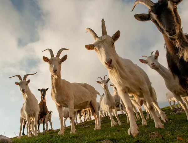 Cabras Pastos Alta Montaña — Foto de Stock