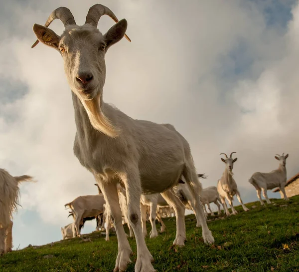 Kambing Padang Rumput Pegunungan Tinggi — Stok Foto