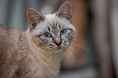 ihale bakmak vazgeçirmek için yavru kedi