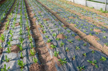 seralarda sebze organik tarımı