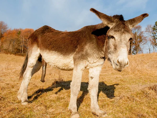 grazing animals in freedom