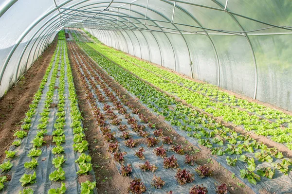 Cultivo Ecológico Hortalizas Invernaderos —  Fotos de Stock