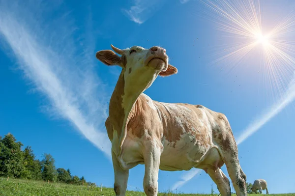 Pasto Vaca Cercado Por Moscas — Fotografia de Stock