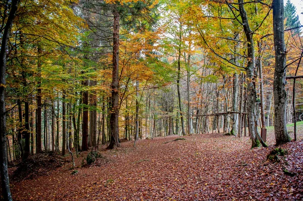Kolory Las Jesienią — Zdjęcie stockowe
