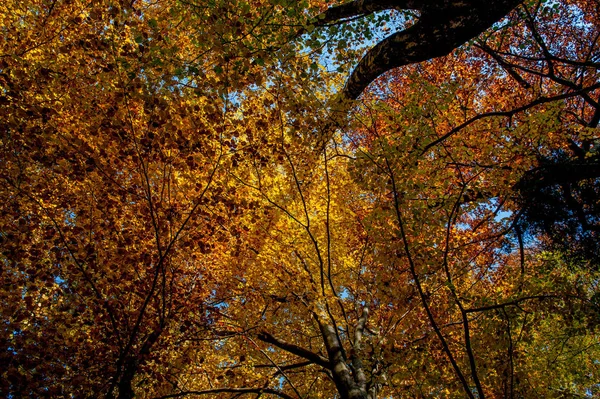 Enchanted Forest Colors Autumn — Stock Photo, Image