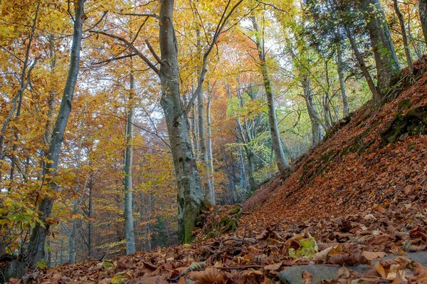 Verzauberter Wald Mit Den Farben Des Herbstes — Stockfoto