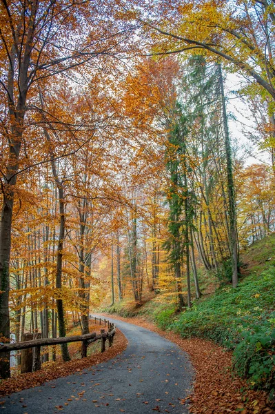 Дорога Сквозь Цветные Настроения Осенью — стоковое фото