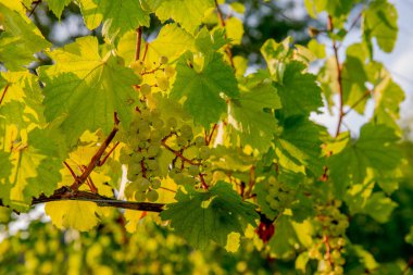 satır Vines Lombard Hills