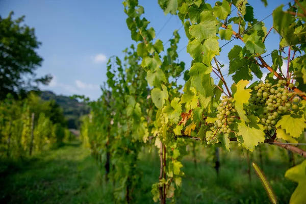 Rows Vines Lombard Hills — Stock Photo, Image