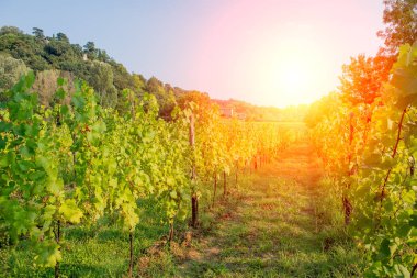 satır Vines Lombard Hills