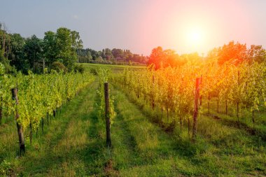 satır Vines Lombard Hills