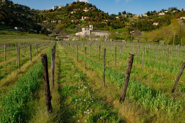 Vineyard Spring Hills Bergamo — Stock Photo, Image