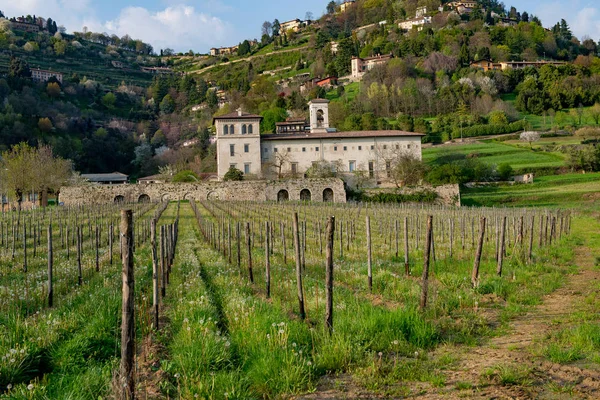 bergamo tepelerde bahar bağ