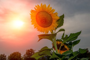kırsal kesimde ayçiçeği heliotropic çiçek