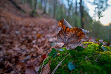 kuru yaprak Moss üzerinde dinlenme