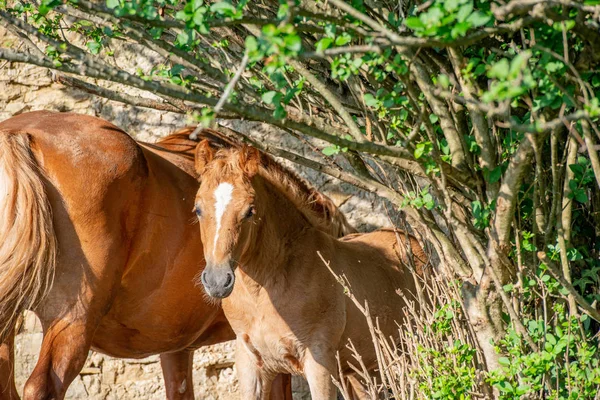 Hästen Betar Med Föl Matning Från Bröstet — Stockfoto