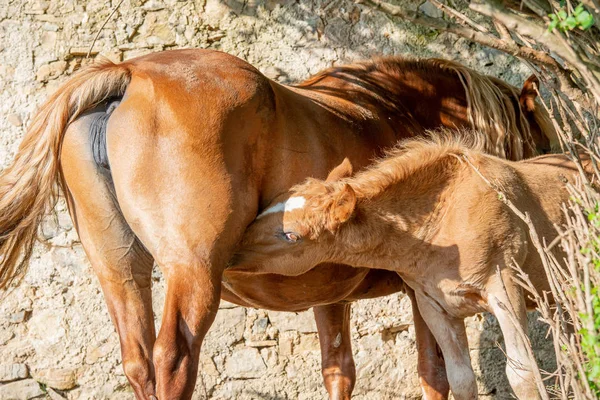 Pasto Cavalo Com Potro Alimentado Partir Peito — Fotografia de Stock