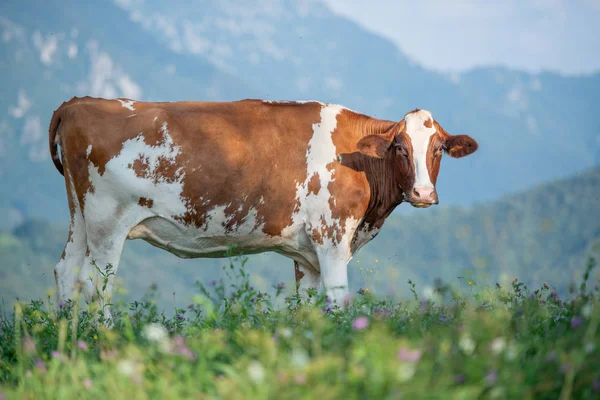 Pastoreo Vacas Pasto Montaña — Foto de Stock