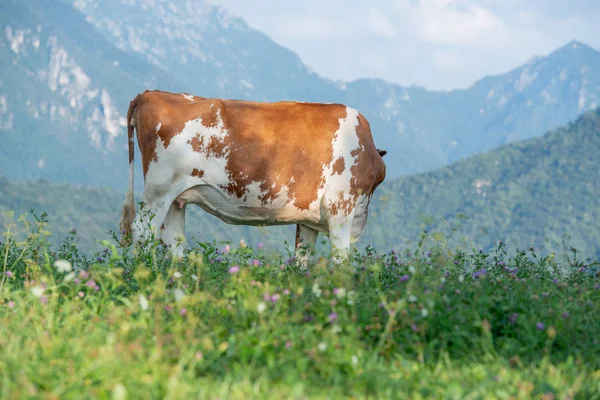 Pasoucí Kráva Horských Pastvinách — Stock fotografie