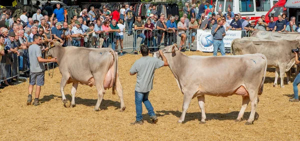 Serina Bergamo Italia Septiembre2018 Exposición Vacas Para Concurso Reina Vacas — Foto de Stock