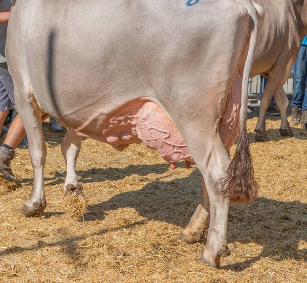 inek inek rekabet kraliçesi için Sergisi