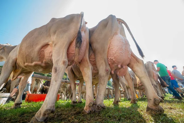 Exposición Vacas Para Concurso Reina Vacas — Foto de Stock
