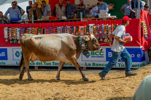 Serina Bergamo Italia Septiembre2018 Exposición Vacas Para Concurso Reina Vacas — Foto de Stock