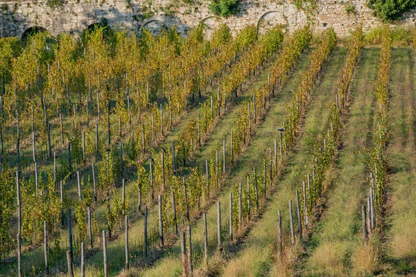 Řada Odrůd Vinné Révy Lombardii — Stock fotografie
