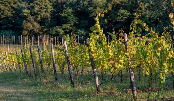 Row Vines Lombardy — Stock Photo, Image