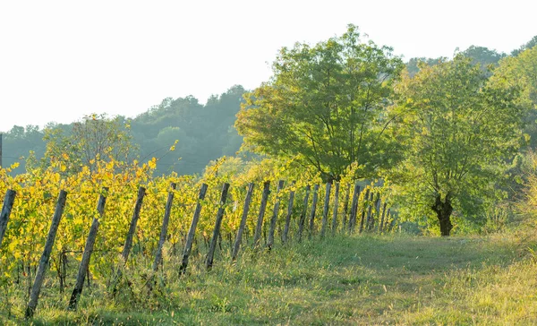 Filare Viti Lombardia — Foto Stock