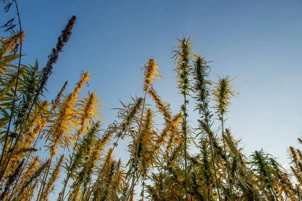 Hint Kenevir ile ekili alan