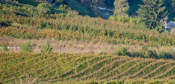 Filare Viti Lombardia — Foto Stock