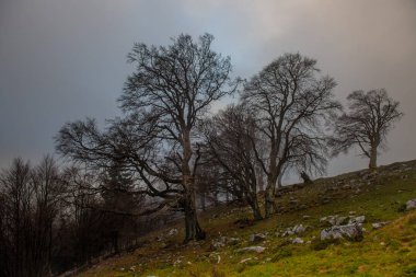 eski ağaçlar siste dalmış