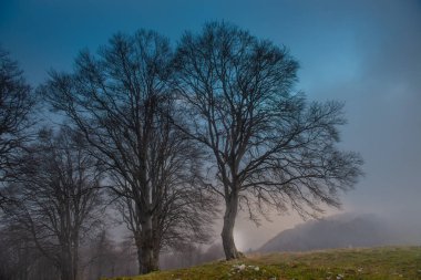 eski ağaçlar siste dalmış