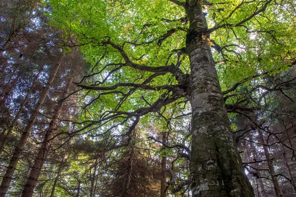 Forêt Avec Des Branches Qui Sèchent — Photo