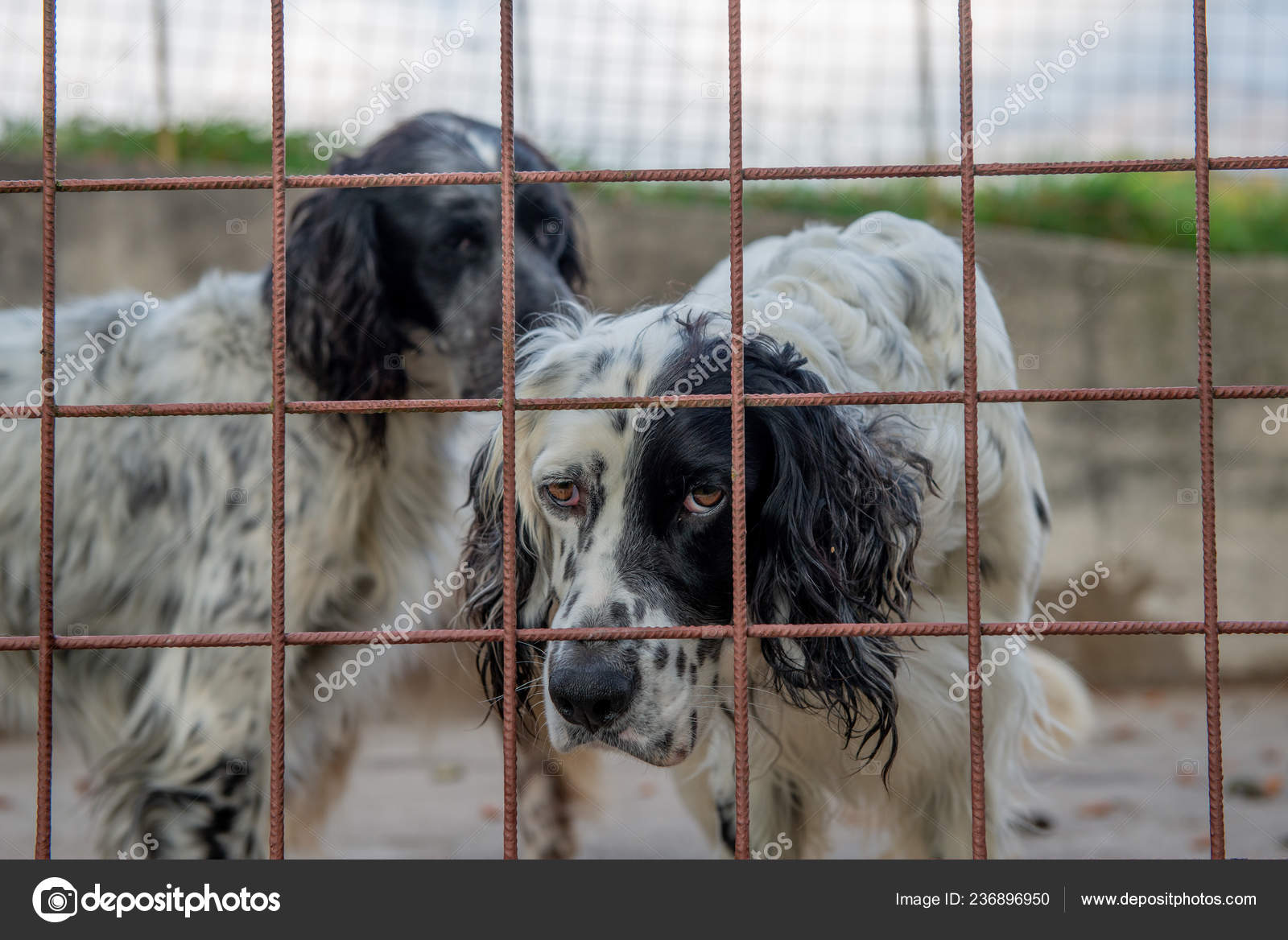 hunting dog cage