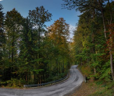 Asfalt yoldan geçti orman