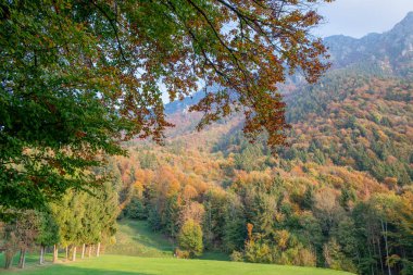 sonbaharda güzel orman