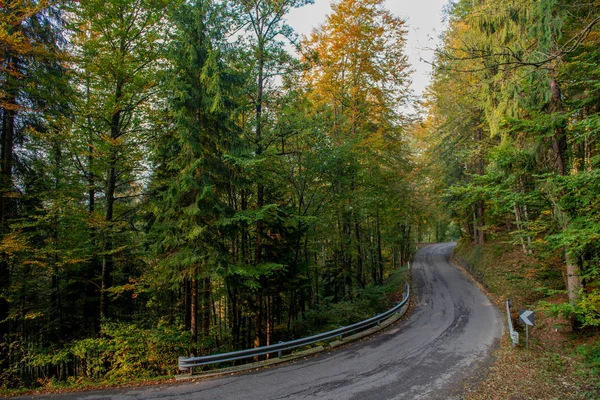 Bosco Attraversato Strada Asfaltata — Foto Stock