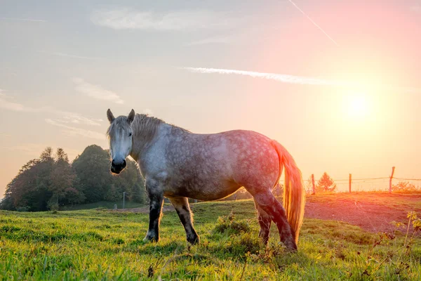 Gün Batımında Özgürlük Atlar — Stok fotoğraf