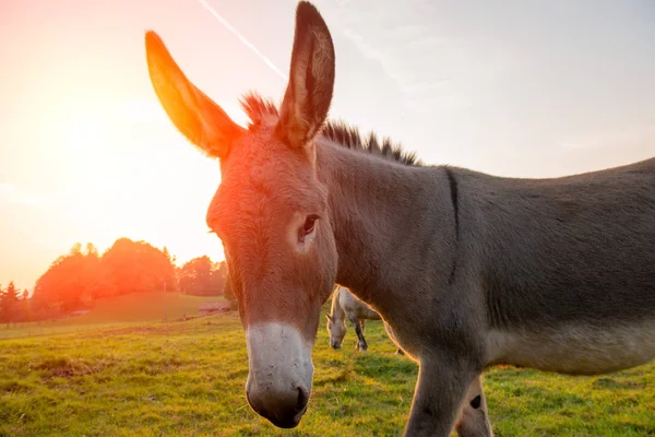 gün batımında özgürlük atlar