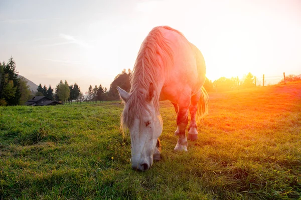 Cavalos Que Passado Liberdade Pôr Sol — Fotografia de Stock