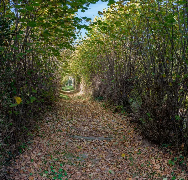 renkli yaprakları sonbaharda ile ağaçların yolu
