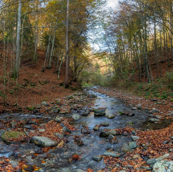 Akış sonbaharda ormanda saf su ile
