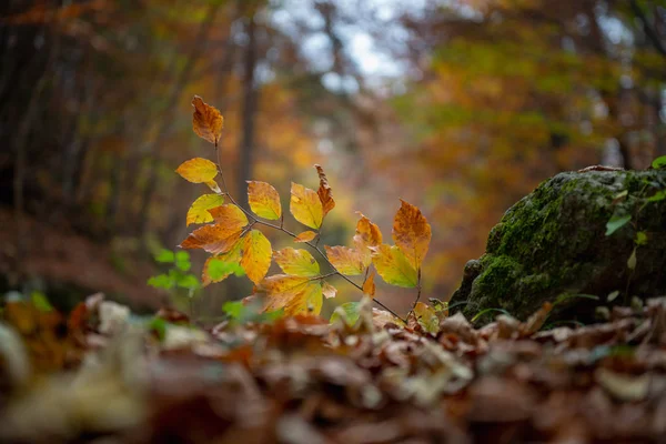 Colors Forest Autumn — Stock Photo, Image