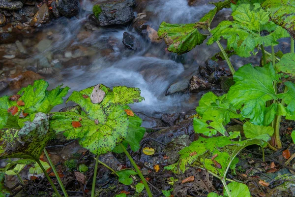 秋天在树林里用纯净水流淌 — 图库照片