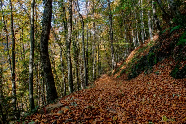 Ścieżka Drzewach Kolorowych Liści Jesienią — Zdjęcie stockowe