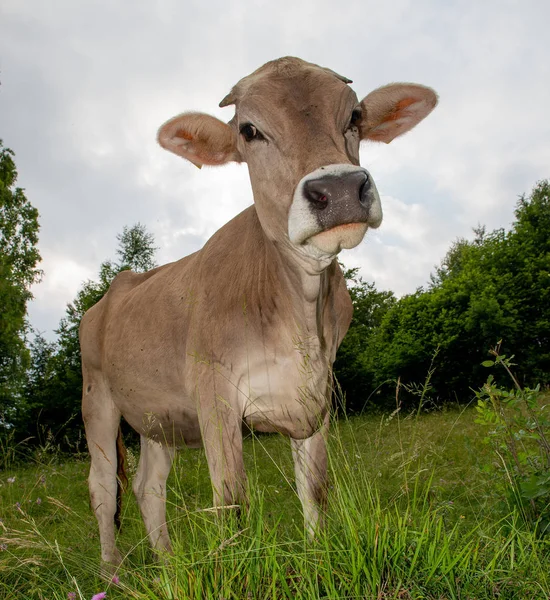 Pastoreio Vaca Pasto Montanha — Fotografia de Stock