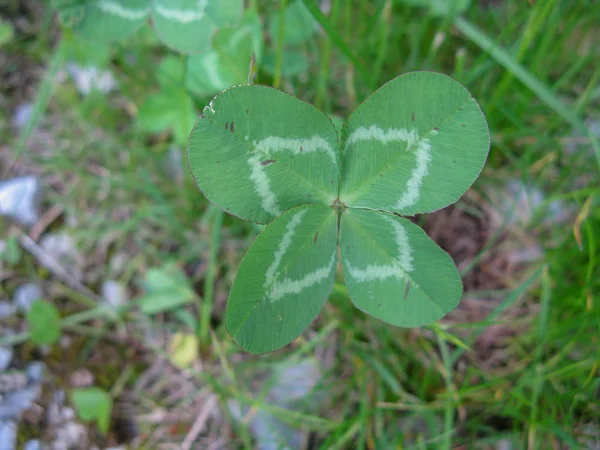 Four Leaf Clover Flower Brings Good Luck — Stock Photo, Image